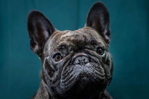Bouledogue français : un chien d'exception pour la famille