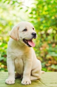 Labrador retriever : l'esprit d'un pompier dans le corps d'un chien