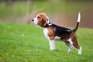Le Beagle : un concurrent imbattable